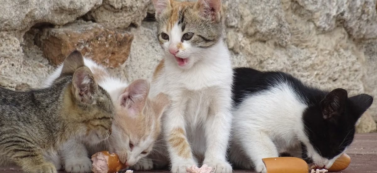 Four adorable kittens enjoying a sausage snack on a rustic outdoor setting with a stone wall backdrop.