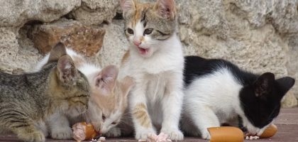 Four adorable kittens enjoying a sausage snack on a rustic outdoor setting with a stone wall backdrop.