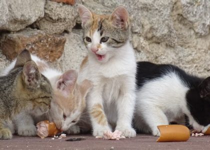Four adorable kittens enjoying a sausage snack on a rustic outdoor setting with a stone wall backdrop.
